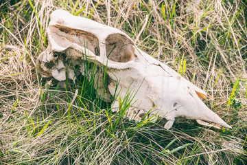 The skull of a large animal on the grass