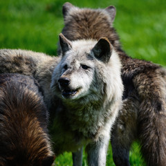Beautiful Timber Wolf Cnis Lupus stalking and eating in forest clearing landscape setting