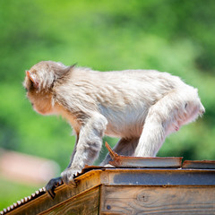 Małpa Kyoto Arashiyama © andrzej