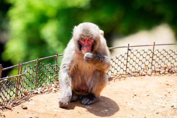 Mołpa Park Arashiyama Japonia © andrzej