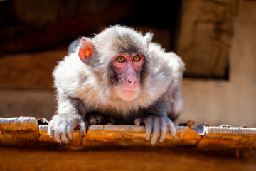 Monkey Park Arashiyama Kyoto © andrzej