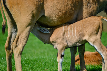 Young Eland Antelope animal Taurotragus Oryx suckling feeding from it's mother
