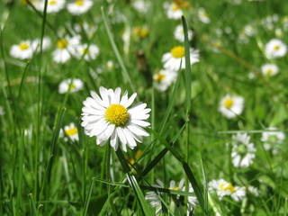 White daisies in green grass. Chamomile field, green meadow with wildflowers, healing herbs background