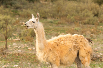 Lama out in the nature portrait.