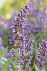 Sage flowers in detail.