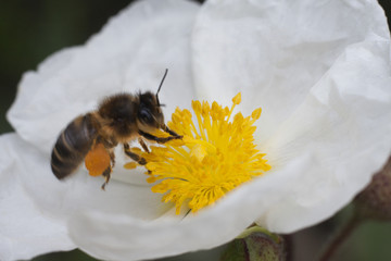 working bee