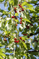 Ripe cherries on a branch with green leaves.