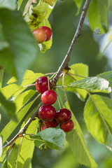 Ripe cherries on a branch with green leaves.