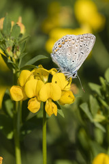 Butterfly Blue on a yellow flower.