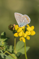 Butterfly Blue on a yellow flower.
