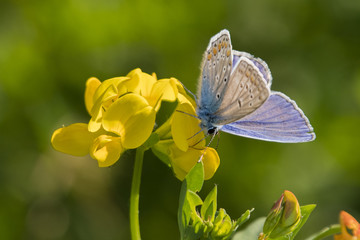 Butterfly Blue on a yellow flower.