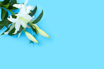 Fototapeta na wymiar Natural bouquet of lilies on blue background.