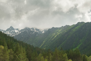 landscape mountain slopes covered with green coniferous forest with a gray textured sky with dark clouds