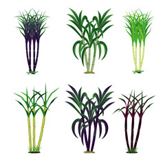 sugar cane plant vector design