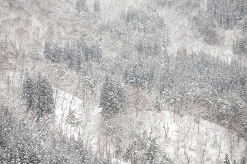 Beautiful Snow fall winter landscape with snow covered trees in shirakawago, Takayama