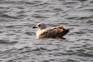 Möwen an der Ostsee