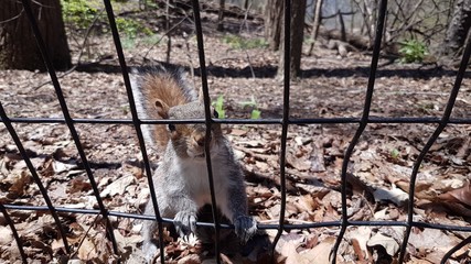 Scoiattolo, central park