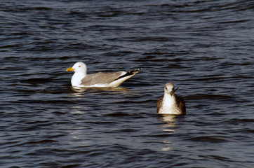 Möwen an der Ostsee