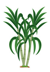 sugar cane plant vector design