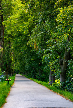 path below the linden trees. lovely summer scenery of the longest linden alley in Europe