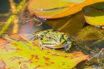 Frosch Auge in Auge