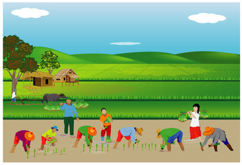 Obraz na płótnie Canvas farmer transplant rice in paddy field vector design