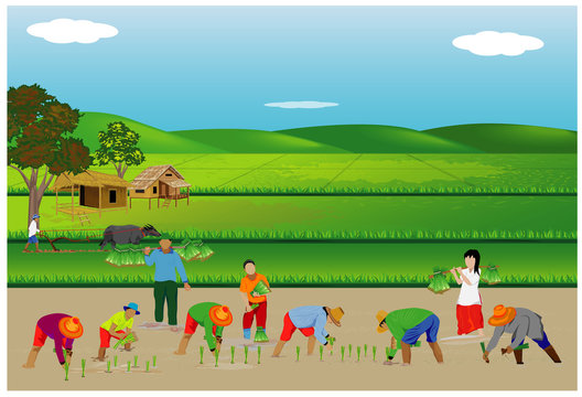 farmer transplant rice in paddy field vector design
