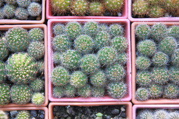 Top view cactus garden ,center focus. 