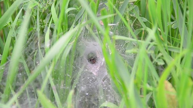 Agelena labyrinthica, spider