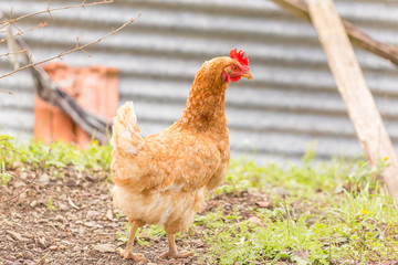 free range chichen in a meadow spring time