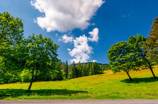 trees on the grassy meadow by the road in summer. beautiful landscape with spruce forest and mountain in the distance. blue sky with fluffy cloud formation