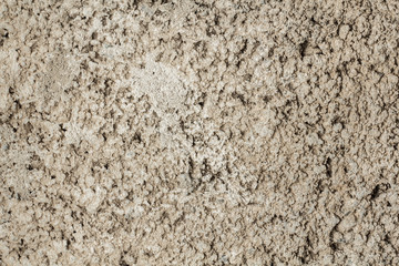 Coquin shell texture close-up