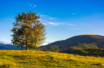 Fototapeta premium few trees on the grassy hillside at sunset in golden light. beautiful landscape of Carpathian mountains. almost clear blue sky