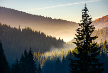 Fichtenwald im Nebel bei Sonnenaufgang. schöne Herbstlandschaft des Apuseni-Gebirges in Rumänien