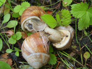 Улитки в лесу