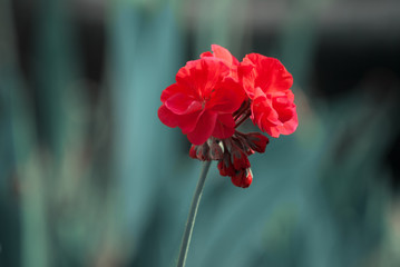 Red pretty pelargonium