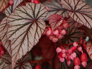 Begonia　ベゴニア