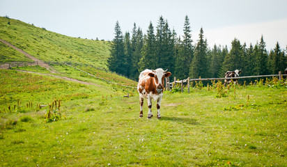 Fototapeta na wymiar single cow in mountain meadow
