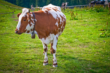 Obraz premium nice red cow with bell