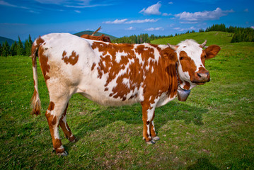 Fototapeta na wymiar red and white cow, green grass, blue sky