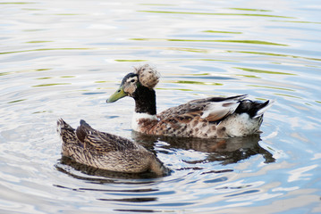 Two ducks on the pond