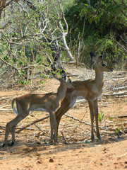2 young antelope 