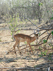 Young Impala Antelope