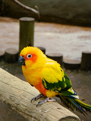 Naklejka premium Little shunny parrot 