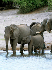 Elephant with a baby elephant at the watering