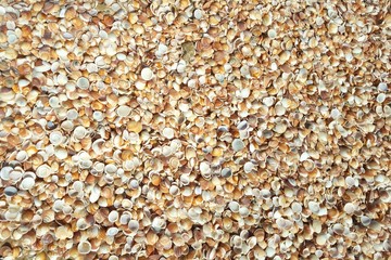 Cockleshells background. Shells lying on the seashore, moist and shining from the sun after the waves on the shore