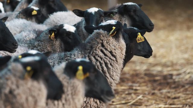 Flock of sheeps with labels attentively look from right to left and chew fast in slow motion. Close up
