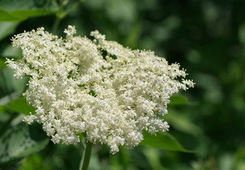 Holunderblüte Sambucus