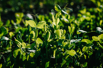 Fresh young green pea plants in the ground on the field early hour in the spring garden. The farm where they grow peas. The morning sun shines on peas without flowers.