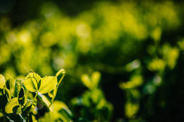 Obraz premium Fresh young green pea plants on the field early hour in the spring garden The farm where they grow peas. The morning sun shines on peas without flowers. Green field with space for text